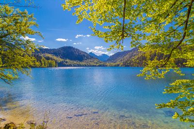 Alpsee mit kristallklarem, türkisfarbenem Wasser, umgeben von grünen Bäumen und bewaldeten Hügeln.