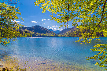 Alpsee mit kristallklarem, türkisfarbenem Wasser, umgeben von grünen Bäumen und bewaldeten Hügeln.